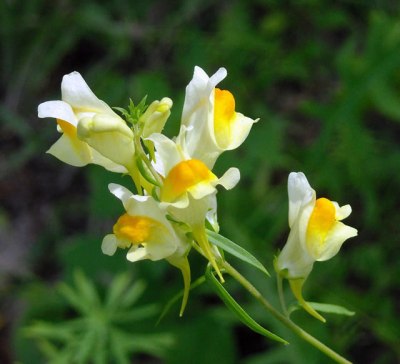Toadflax